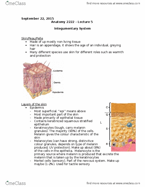 Kinesiology 2222A/B Lecture Notes - Lecture 5: Dermis, Melanoma thumbnail