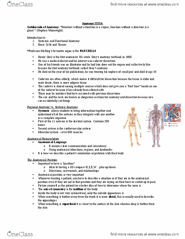 Kinesiology 2222A/B Lecture Notes - Lecture 3: Loose Connective Tissue, Epithelium, Glycoprotein thumbnail