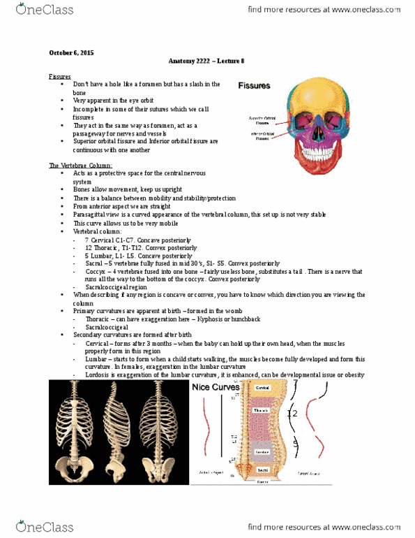 Kinesiology 2222A/B Lecture Notes - Lecture 8: Spinal Nerve, Annulus (Mathematics), Vertebra thumbnail