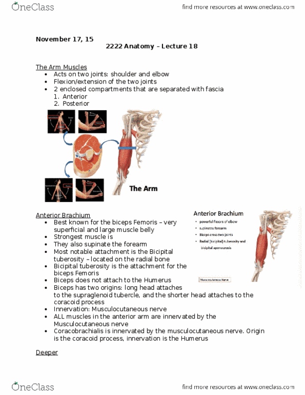 Kinesiology 2222A/B Lecture Notes - Lecture 18: Ulnar Nerve, Axillary Nerve, Thenar Eminence thumbnail
