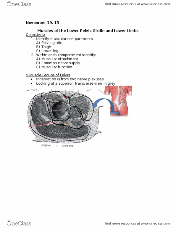 Kinesiology 2222A/B Lecture Notes - Lecture 19: Pectineus Muscle, Calcaneus, Vastus Lateralis Muscle thumbnail