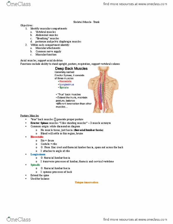 Kinesiology 2222A/B Lecture Notes - Lecture 26: Spinal Nerve, Plywood, Costal Cartilage thumbnail