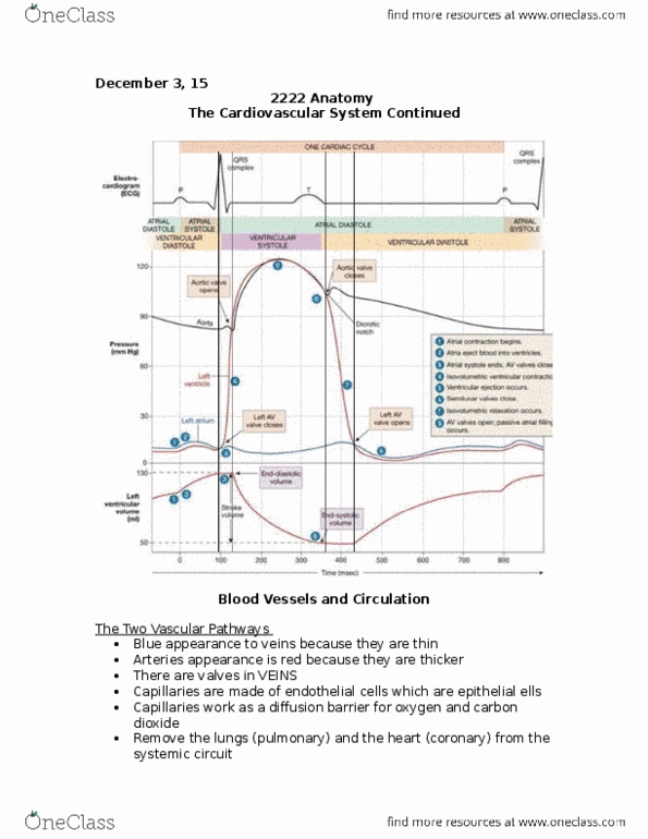 Kinesiology 2222A/B Lecture Notes - Lecture 23: Brachiocephalic Vein, Celiac Artery, Venae Cavae thumbnail
