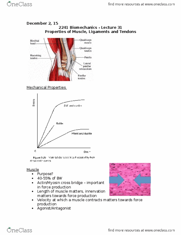Kinesiology 2241A/B Lecture Notes - Lecture 31: Hamstring, Epimysium, Patellar Ligament thumbnail