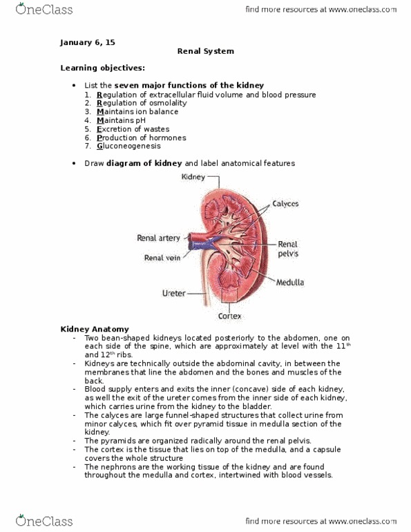 Physiology 1021 Lecture Notes - Lecture 5: Collecting Duct System, Renal Vein, Afferent Arterioles thumbnail