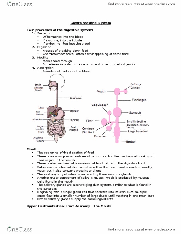 Physiology 1021 Lecture Notes - Lecture 4: Duodenum, Mouth, Cytosol thumbnail