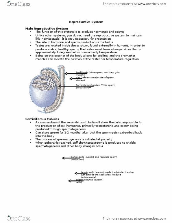 Physiology 1021 Lecture Notes - Lecture 3: Hypothalamus, Ovulation, Zona Pellucida thumbnail