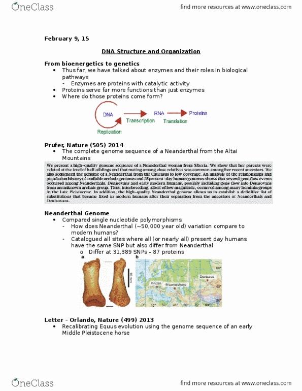 Biology 1201A Lecture Notes - Lecture 11: Mezmaiskaya Cave, Nitrogenous Base, Thymine thumbnail
