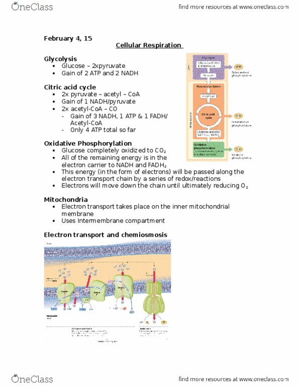 Biology 1201A Lecture Notes - Lecture 8: Cytosol, Glycogen, Ethanol Fermentation thumbnail