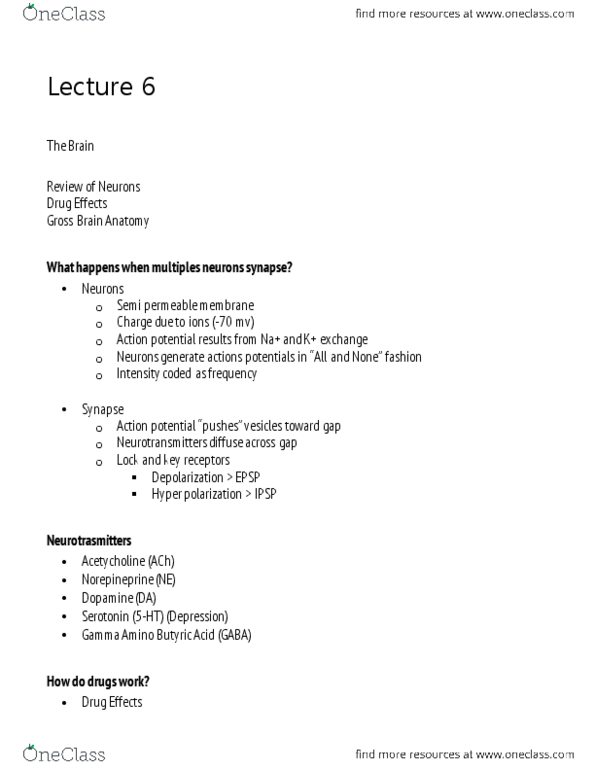 Psychology 1000 Lecture Notes - Lecture 6: Occipital Lobe, Parietal Lobe, Frontal Lobe thumbnail