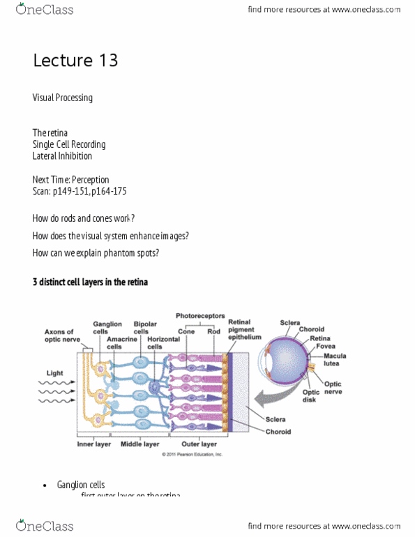 Psychology 1000 Lecture Notes - Lecture 13: Foveal, Excitatory Synapse, Choroid thumbnail
