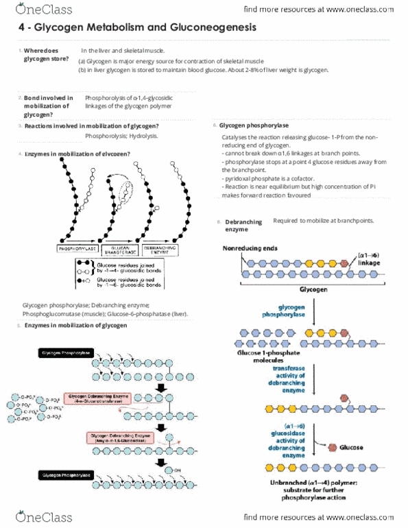 BIOC 3300 Chapter Notes - Chapter 18: Glycogen Phosphorylase, Pyridoxal Phosphate, Phosphorolysis thumbnail