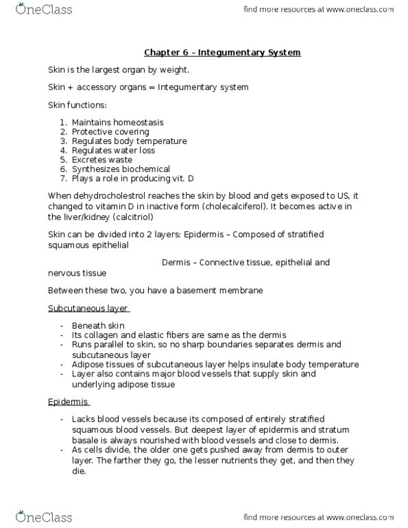 BIOL 14108 Chapter Notes - Chapter 6: Integumentary System, Stratum Basale, Adipose Tissue thumbnail