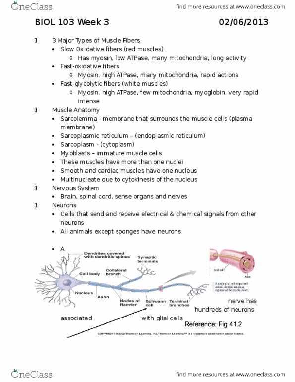 BIOL 103 Lecture Notes - Lecture 3: Sodium Channel, Sensory Neuron, Acetylcholine thumbnail