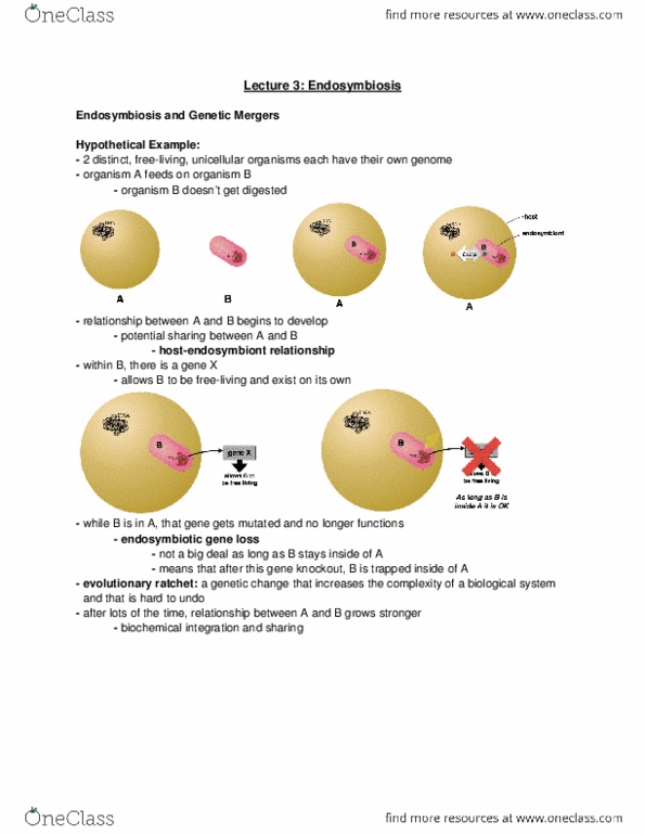 Biology 2581B Lecture Notes - Lecture 3: Symbiogenesis, Eukaryote, Alphaproteobacteria thumbnail