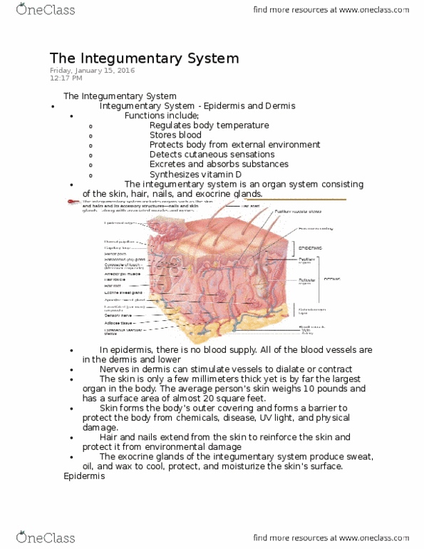 Health Sciences 2300A/B Lecture Notes - Lecture 2: Arrector Pili Muscle, Hemoglobin, Glans Penis thumbnail