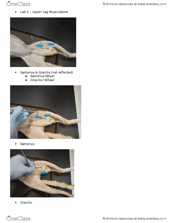 KINE 2031 Lecture Notes - Lecture 5: Semimembranosus Muscle, Semitendinosus Muscle, Iliotibial Tract thumbnail