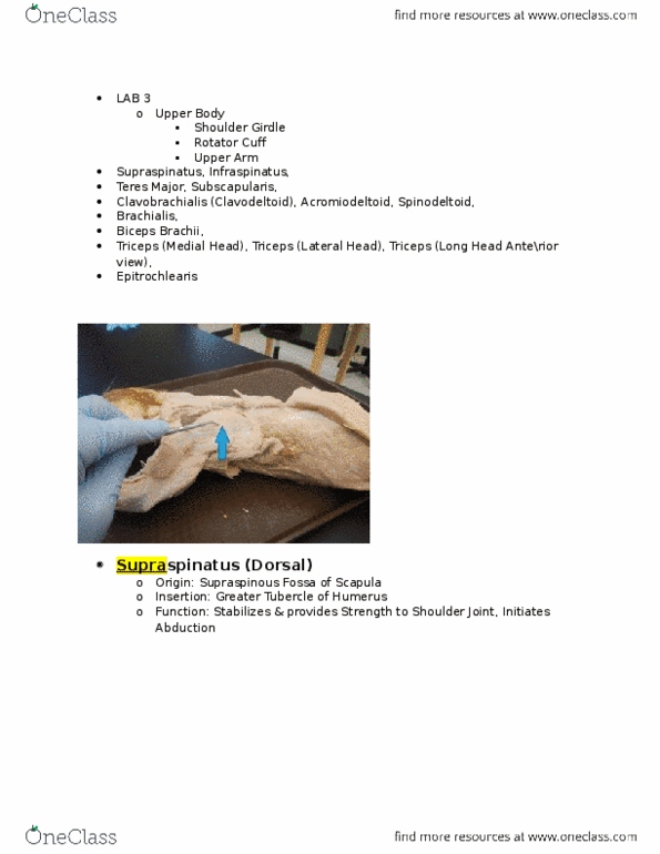 KINE 2031 Lecture Notes - Lecture 3: Tubercle, Olecranon, Latissimus Dorsi Muscle thumbnail