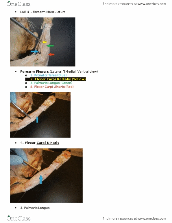 KINE 2031 Lecture Notes - Lecture 4: Pronator Teres Muscle thumbnail