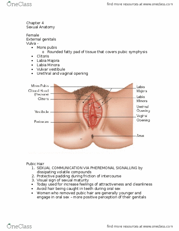 HPRO 4412 Chapter Notes - Chapter 4: Pubic Symphysis, Clitoral Hood, Labia Majora thumbnail