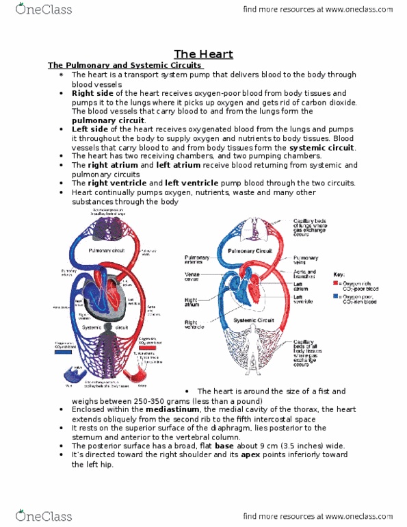ANP 1105 Chapter Notes - Chapter 18: Pericardium, Pulmonary Circulation, Intercostal Space thumbnail