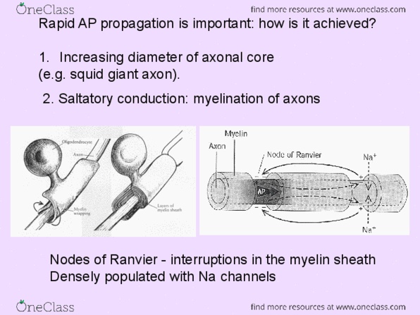 BIOL 3P34 Lecture Notes - Lecture 12: Squid Giant Axon, Saltatory Conduction, Schwann Cell thumbnail