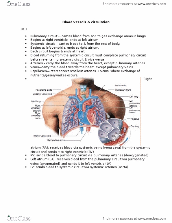 BIO210Y5 Lecture Notes - Lecture 7: Duodenum, Abdominal Aorta, Aorta thumbnail