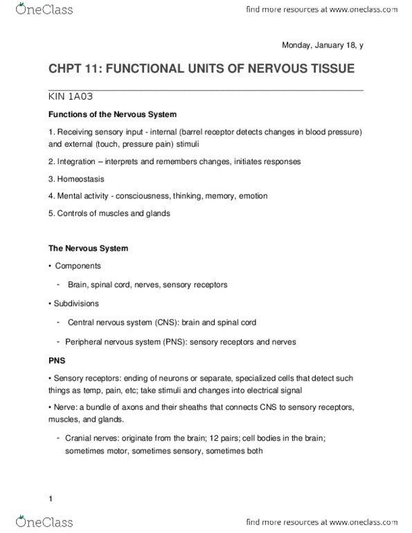 KINESIOL 1A03 Lecture Notes - Lecture 7: Spinal Nerve, Homeostasis, Skeletal Muscle thumbnail