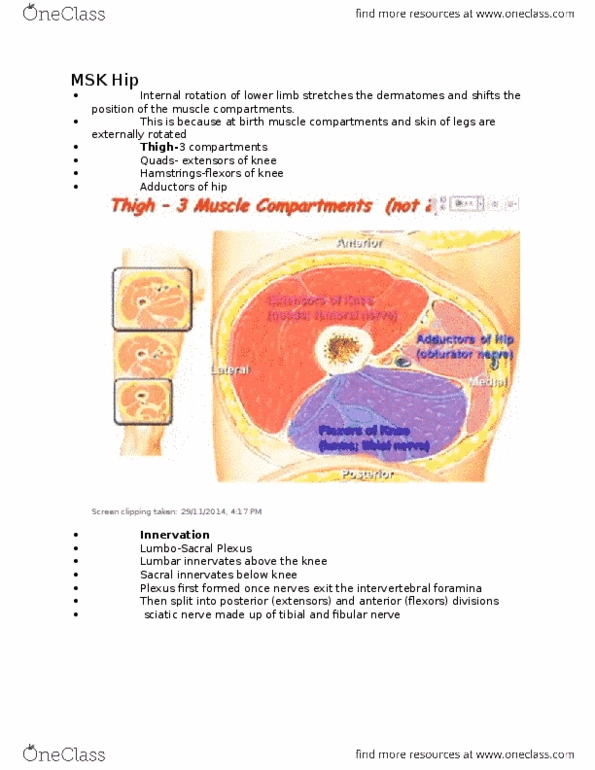 NURSING 2LA2 Lecture Notes - Lecture 3: Palpation, Superior Gluteal Nerve, Adductor Muscles Of The Hip thumbnail