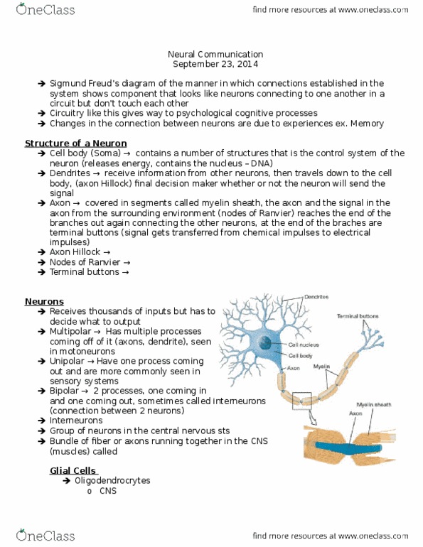 PSYC 2560 Lecture Notes - Lecture 3: Axon Hillock, Axon Terminal, Motor Neuron thumbnail