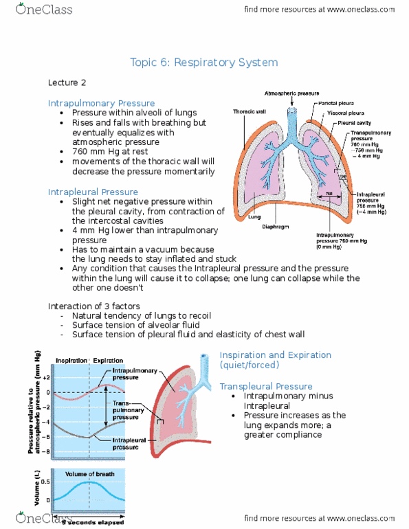 ANP 1105 Lecture Notes - Lecture 8: Intrapleural Pressure, Thoracic Wall, Lipoprotein thumbnail