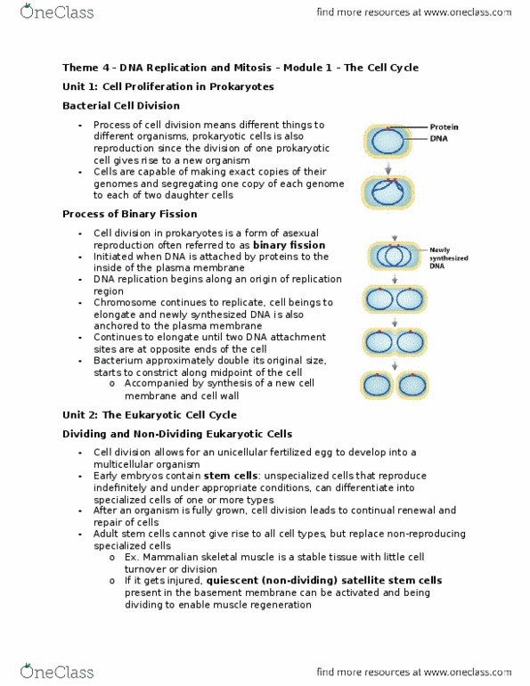 BIOLOGY 1A03 Lecture Notes - Lecture 4: G1 Phase, Cell Plate, Metaphase thumbnail