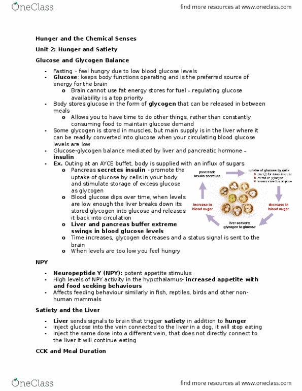 PSYCH 1XX3 Lecture Notes - Lecture 4: Neuropeptide Y, Glycogen, Blood Sugar thumbnail