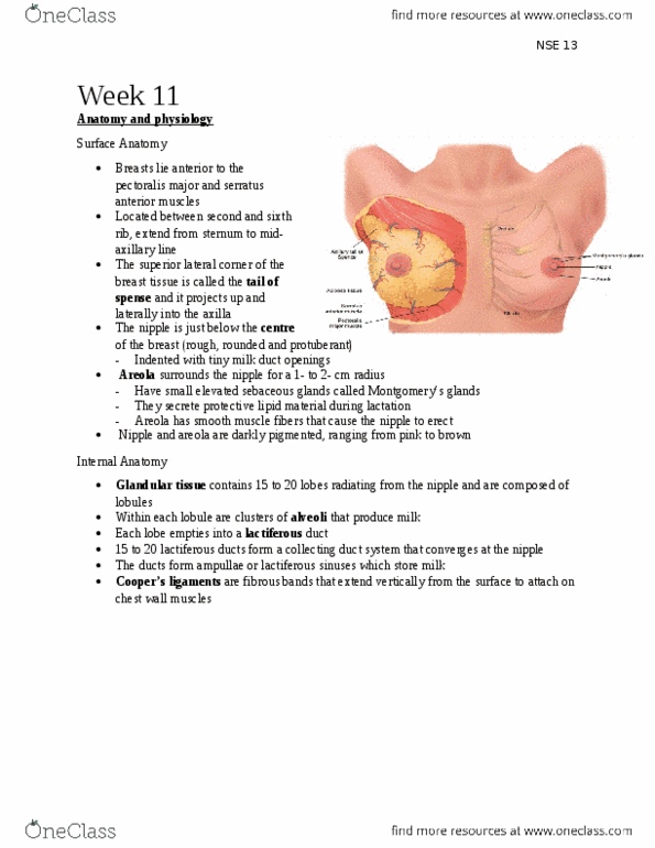 NSE 13A/B Chapter Notes - Chapter 18: Lactiferous Duct, Collecting Duct System, Pectoralis Major Muscle thumbnail
