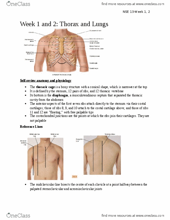 NSE 13A/B Chapter Notes - Chapter 19: Axilla, Latissimus Dorsi Muscle, Costal Cartilage thumbnail