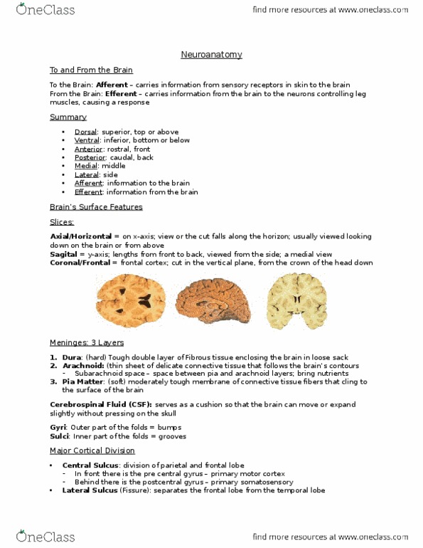 PSY 3301 Lecture Notes - Lecture 1: Frontal Lobe, Subarachnoid Space, Temporal Lobe thumbnail