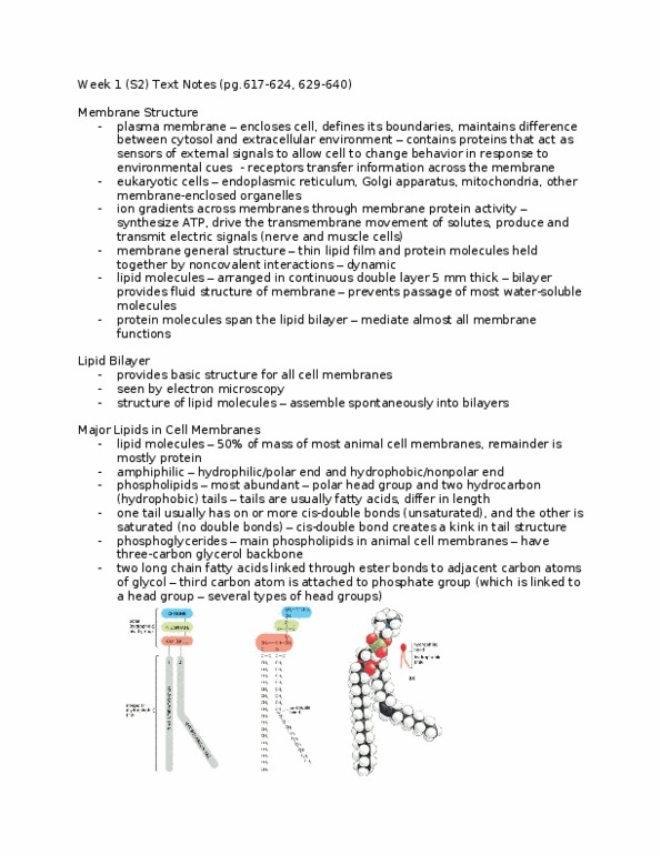 BIO130H1 Chapter Notes -Electron Paramagnetic Resonance, Lipid Bilayer, Membrane Transport Protein thumbnail