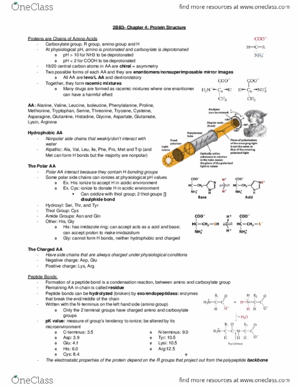 BIOCHEM 2BB3 Chapter Notes - Chapter 4: Isoelectric Point, Tryptophan, Deprotonation thumbnail