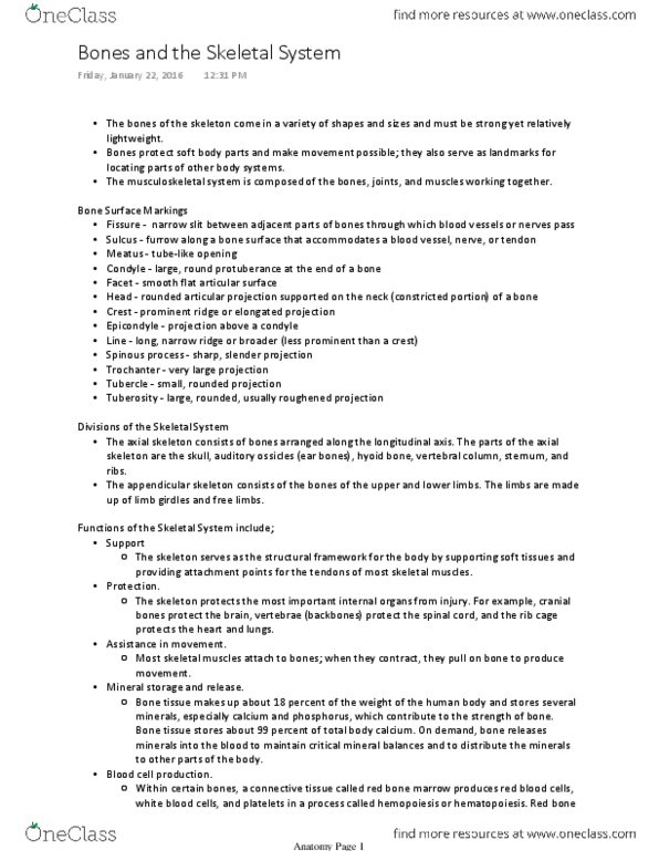 Health Sciences 2300A/B Lecture Notes - Lecture 3: Weight-Bearing, Manganese, Diaphysis thumbnail