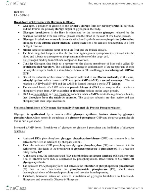 BIOL 201 Lecture Notes - Lecture 7: Protein Kinase A, Protein Phosphatase, Glycogen Phosphorylase thumbnail