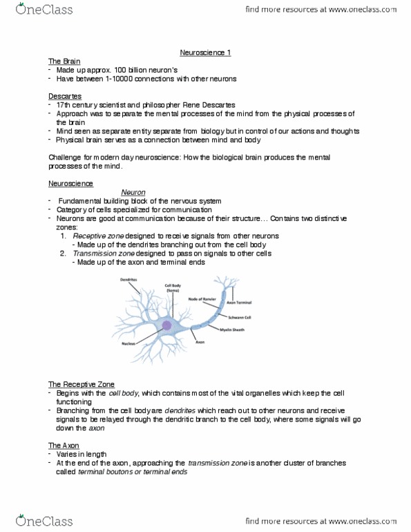 PSYCH 1XX3 Lecture Notes - Lecture 5: Schwann Cell, Neural Tube, Fluid Compartments thumbnail