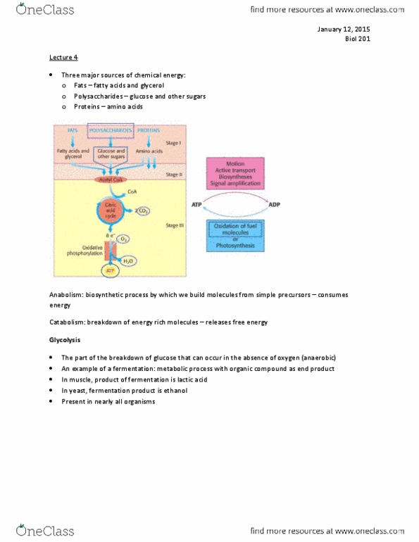 BIOL 201 Lecture Notes - Lecture 4: Cytosol, 3-Phosphoglyceric Acid, Acetyl-Coa thumbnail