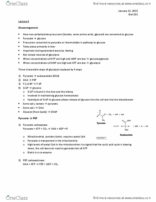 BIOL 201 Lecture Notes - Lecture 6: Pyruvate Carboxylase, Ribose, Adrenal Medulla thumbnail