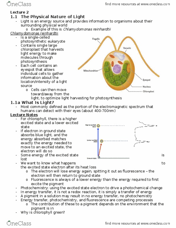 Biology 1002B Lecture Notes - Lecture 2: Chlamydomonas Reinhardtii, Photochemistry, Channelrhodopsin thumbnail