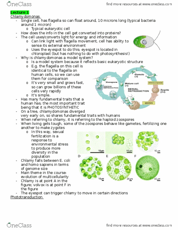 Biology 1002B Lecture Notes - Lecture 1: Zoospore, Homo Sapiens, Chlamydomonas thumbnail