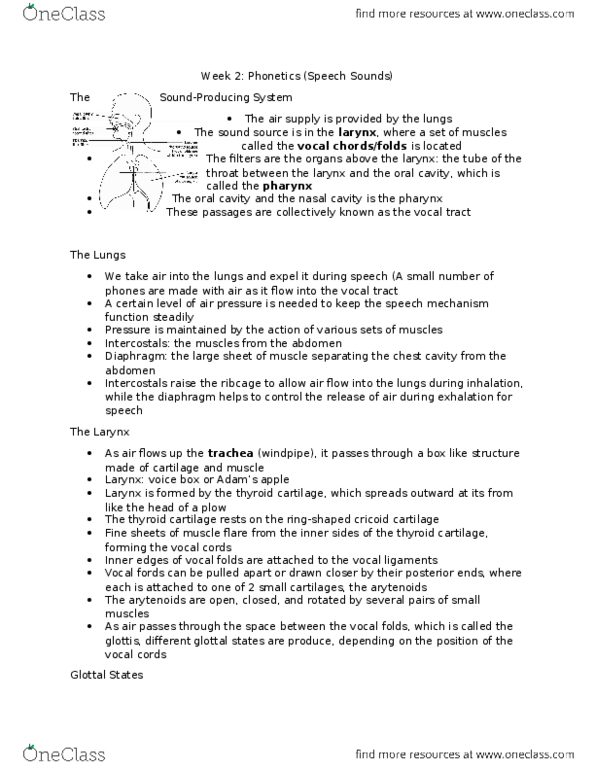 LINGUIST 1AA3 Lecture Notes - Lecture 2: Thyroid Cartilage, Articulatory Phonetics, Vocal Folds thumbnail