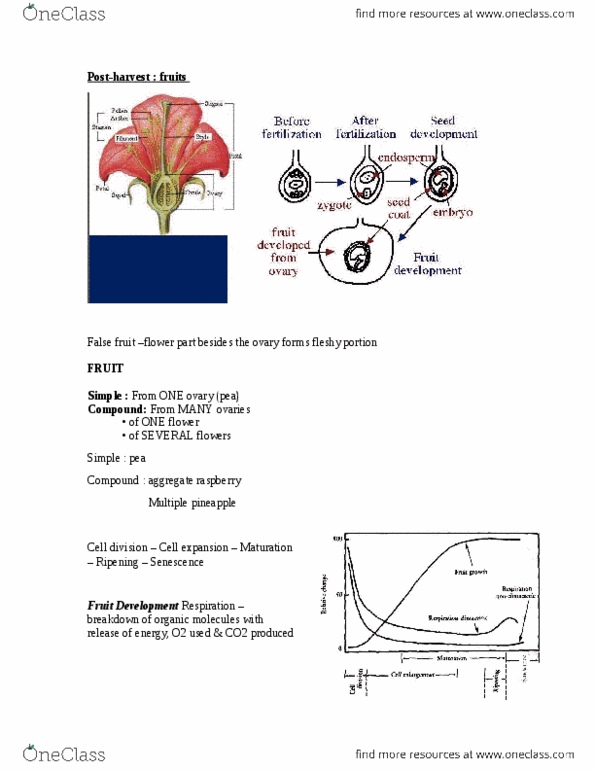 AEBI 421 Lecture Notes - Lecture 6: Inflorescence, Sweet Potato, Sepal thumbnail