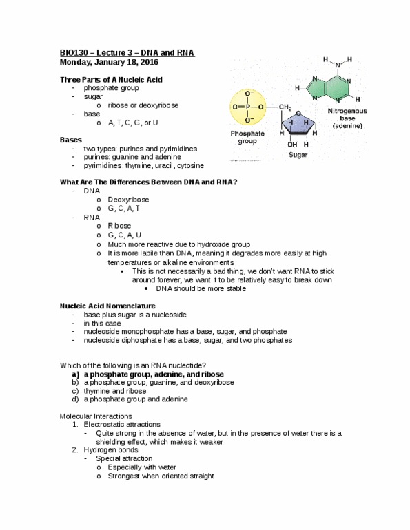 BIO130H1 Lecture Notes - Lecture 3: Nucleotide, Nucleic Acid Nomenclature, Ribose thumbnail