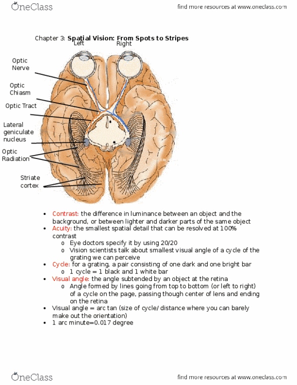 PSYB51H3 Chapter Notes - Chapter 3: Retinal Ganglion Cell, Lateral Geniculate Nucleus, Visual Acuity thumbnail