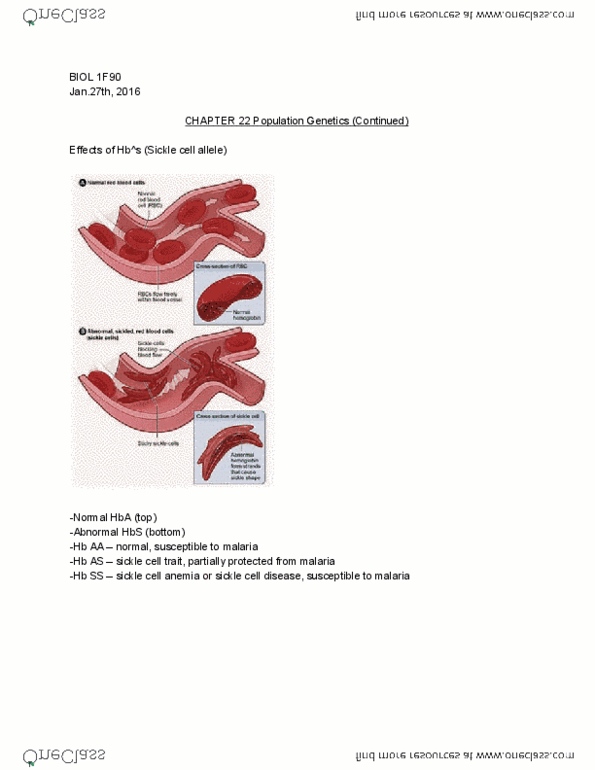 BIOL 1F90 Lecture Notes - Lecture 11: Blood Vessel, Malaria, Hemoglobin thumbnail